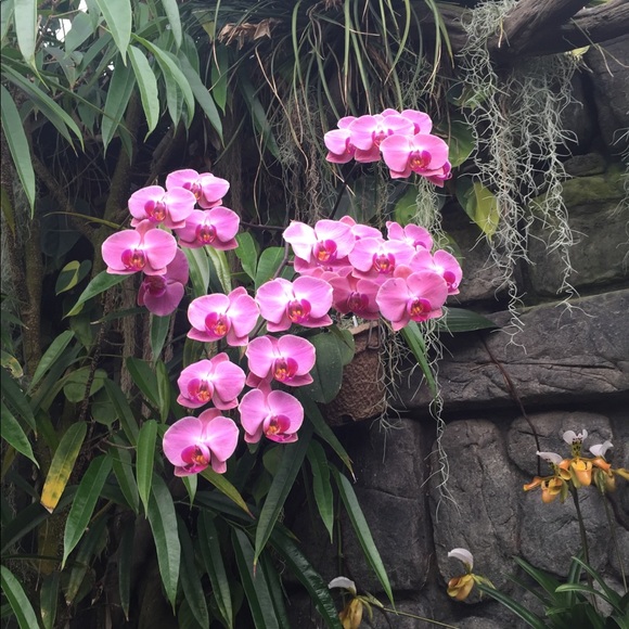 Meet your Posher, Elan - Picture 1 of 1